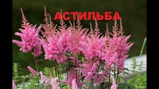 Уход, посадка и выращивание астибии в саду - Видео онлайн