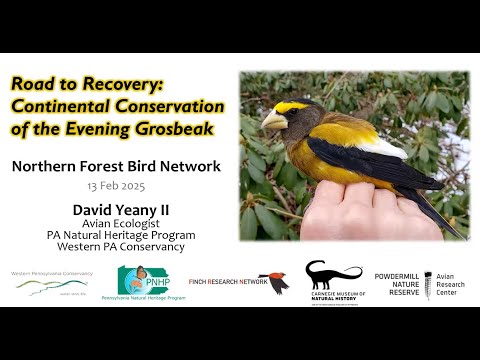 Road to Recovery: Continental Conservation of the Evening Grosbeak