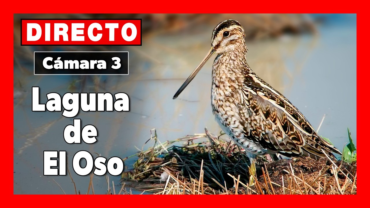 Live webcam view of Cámara del Humedal Laguna de El Oso