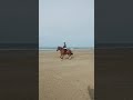 Hongre, 4 ans, 165 cm