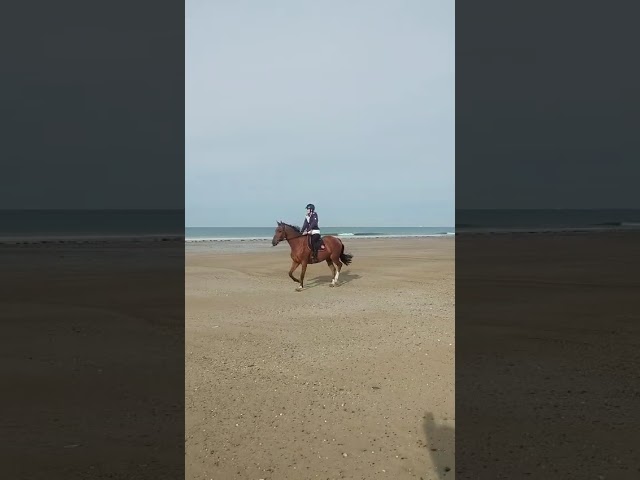 Hongre, 4 ans, 165 cm