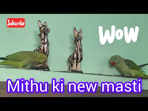 Mithu ki new Masti।। मिट्ठू आज हर चीज से मस्ती कर रहे हैं
