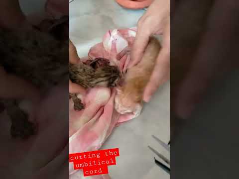 cutting an umbilical cord of my kittens