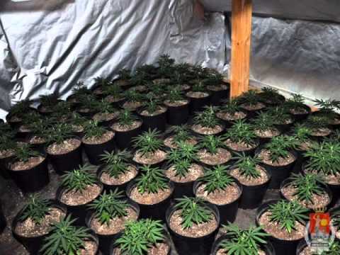 TomSon ft. BaniaMan - Plantacja rymu