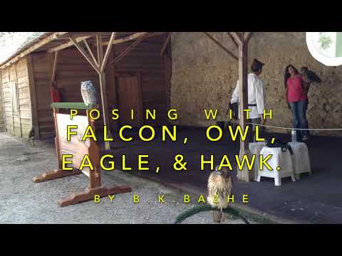 image-What is the largest bird of prey in Europe?