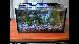 preview picture of video 'small planted fish tank and 3D background nano'