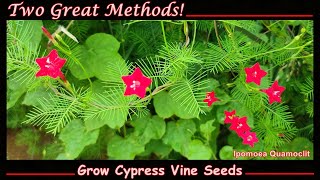 Grow Cypress Vine from Seed (English)