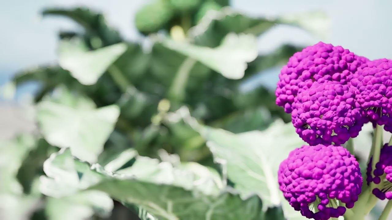 3D Broccoli Plants 3D Model