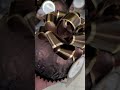 Giant Grand Ferrero Rocher Shorts Chocolate Asmr Satisfying Trending Viral