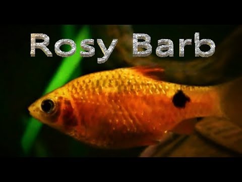 Rosy Barb Care & Tank Set up Guide