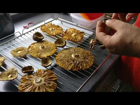 How to dry Fly Agaric Amanita Muscaria with hallucinogenic properties in an oven ( Part 2)