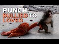 PUNCH the MONKEY: JAPAN's Most LOVED Baby MACAQUE (Story & News) 💗🐒 Who is This Monkey Named Punch?