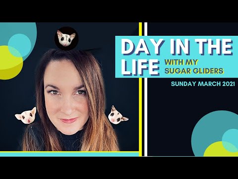 DAY IN THE LIFE with my pet SUGAR GLIDERS