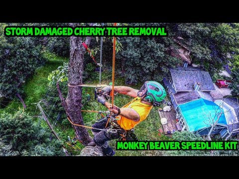 download lagu mp3 mp4 Cherry Tree Service, download lagu Cherry Tree Service gratis, unduh video klip Cherry Tree Service