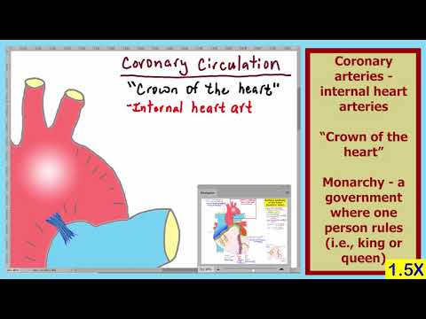 Heart L04   Anatomy 04 150X