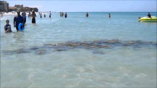 preview picture of video 'Walking with Stingrays Indian Shores, FL.wmv'