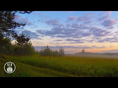 Stämningen på ett fält på morgonen: Läkande fågelljud och avkopplande natur
