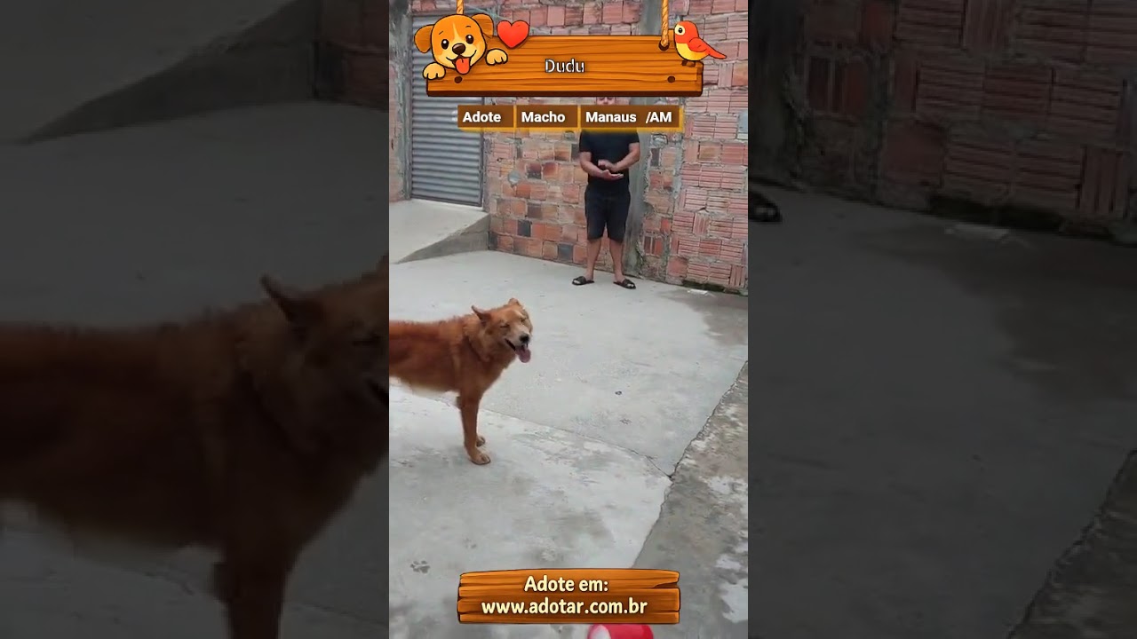 Cachorro raça SRD-ViraLata idade 3 anos nome Dudu