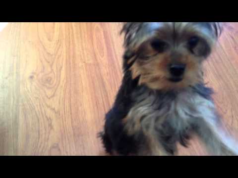 Petfinder Yorkie