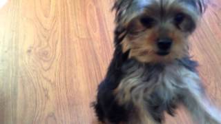 Yorkshire Terrier Yorkie Puppy For Sale - 4 Months, Alfie ..