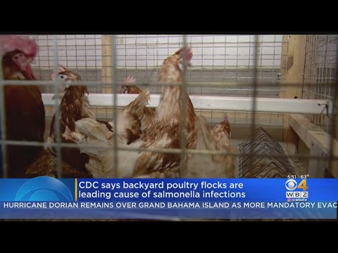 CDC Says Backyard Poultry Flocks Are Leading Cause Of Salmonella Infections