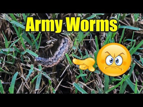download lagu mp3 mp4 Armyworms In Lawn, download lagu Armyworms In Lawn gratis, unduh video klip Armyworms In Lawn