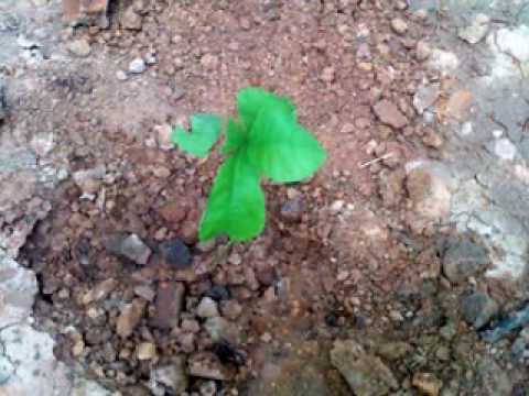 soft start up Forest of Peace Thailand Happy Birthday with 3 Monks... 1