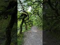 🌎 Ancient Temperate Rainforest  | North Devon | UK | #shorts