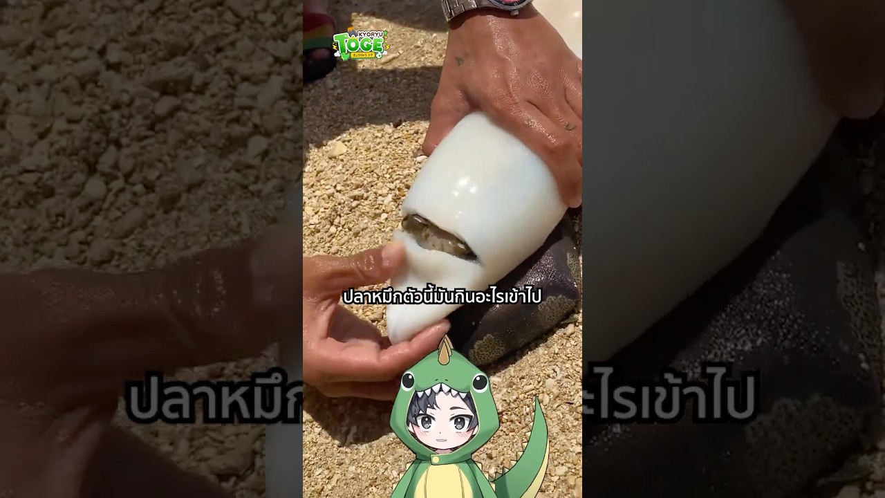 ปลาปักเป้าพองตัวได้ยังไง | TOGE トゲ