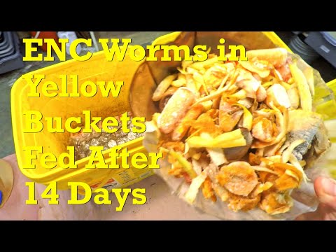 Feeding #10 for 118-day European nightcrawler systems in yellow buckets - worm farm vermicompost