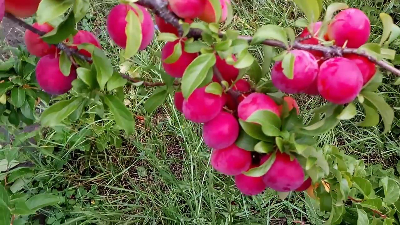 Алыча Крымская роза