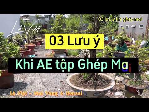 Khi Ghép Mai cần Lưu Ý 03 Vấn Đề này để Bo ghép phát triển Tốt - Lê Việt - Mai Vàng & Bonsai
