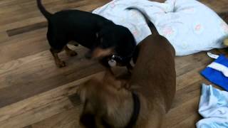 Little weiner wins