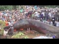 Real Kaiju monster in Cambodia 