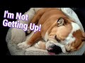 Lazy English Bulldog Won't Get Out Of Bed