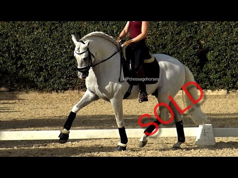 **SOLD** Advanced Schoolmaster PRE Stallion 2009 (#MP471)