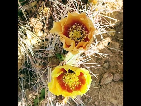 Native Plants of Coronado Historic Site - Long-Spined Prickly Pear