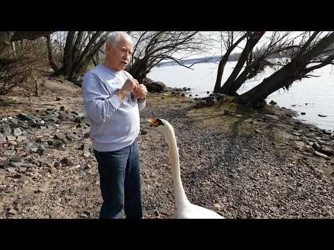 Mein Freund 'Der Schwan' !