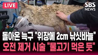 ????LIVE 열흘 만에 돌아온 늑구, 현재 상태는?..대체 어떻게 탈출했나? 대전 기자회견 | SBS 실시간 라이브