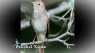 Download lagu Master Sikatan londo ganas dan rapat terbaik untuk burung kicau mania   TEGAL Story mp3