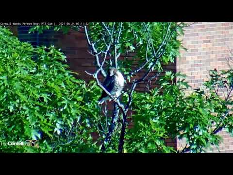 After fledging June 24 - 25 | 2021 Cornell Red-tailed Hawks