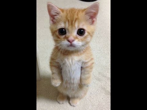 A mais disputada só que só o pericles (eu realmente n gostei da parte da marilia mendonça)