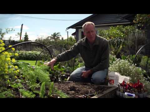, title : 'Growing Beetroot & Preparing your Garden Bed for Planting | Organic Edible Garden'
