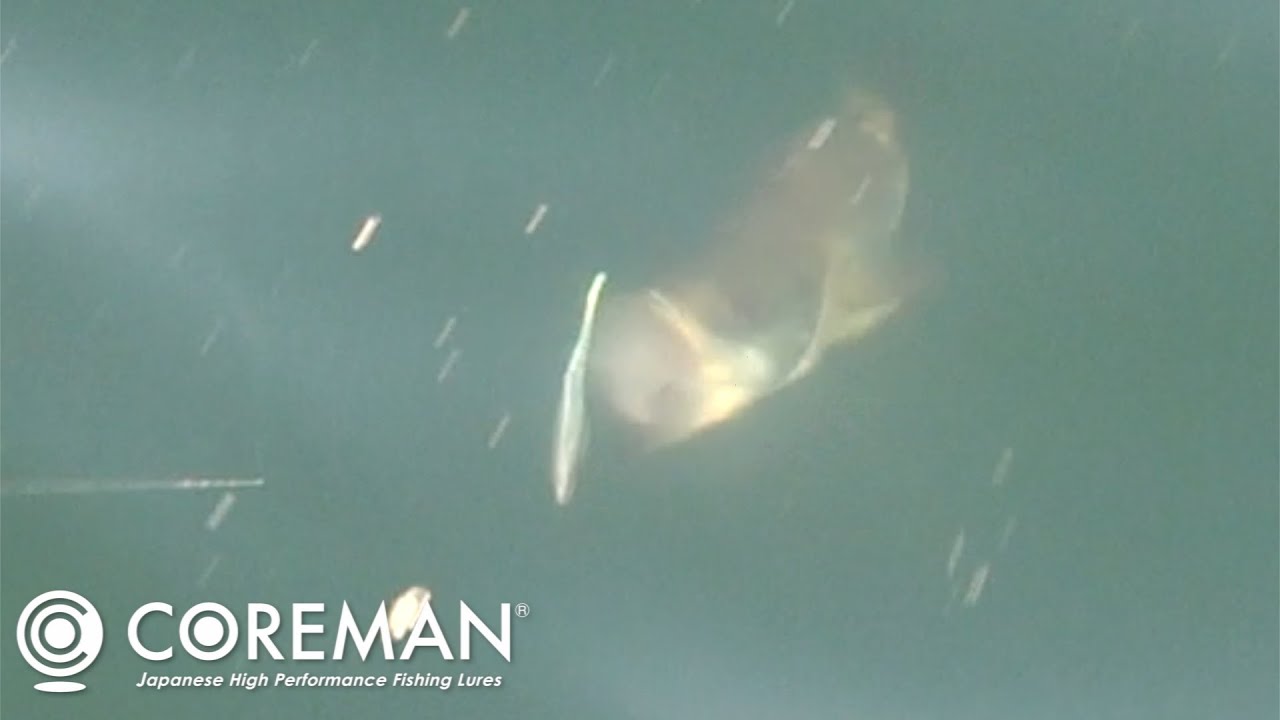 【バレない魔法】エラ洗いが怖くない！パワーヘッドアシストチューンでシーバス全キャッチ！！