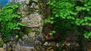 Skyrim Mod Showcase: Natural Color Ivy Vines