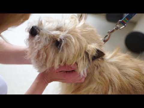 Canisterapie v RÚ HRABYNĚ a CHUCHELNÁ