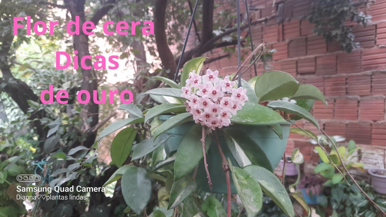 flor de cera,cuidados e dicas de como fazer mudas vem conferir