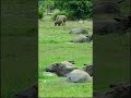 Nice BUFFALO So Cute Baby HB1 Shorts Sortvideo Buffalo Wildlife Animals Viralvideo Baby