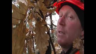 Ulvön, gallringen, röjning  eldning där