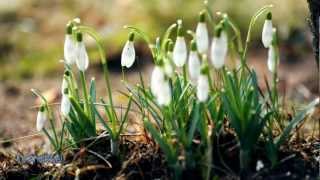 Secret Garden - ✿ First day of spring ✿